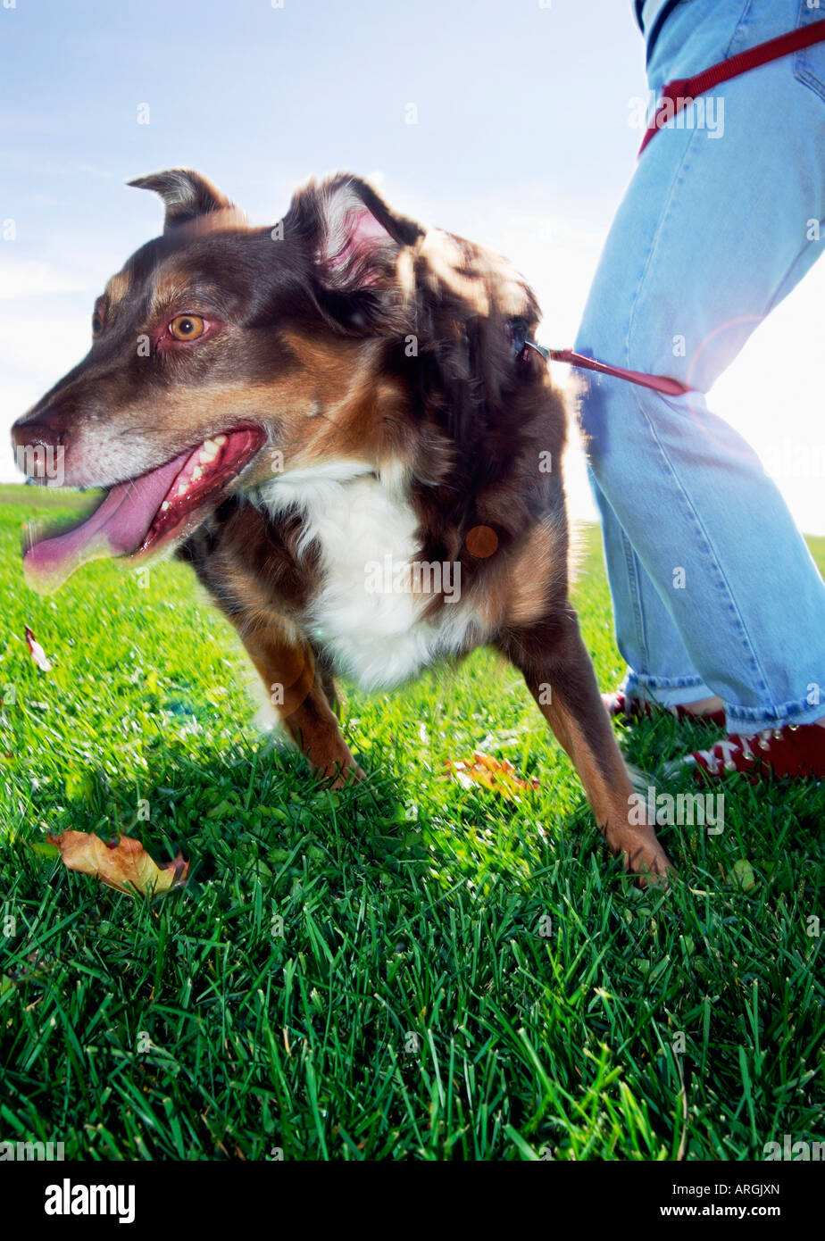 Dog and Owner Tangled in Leash Stock Photo Alamy