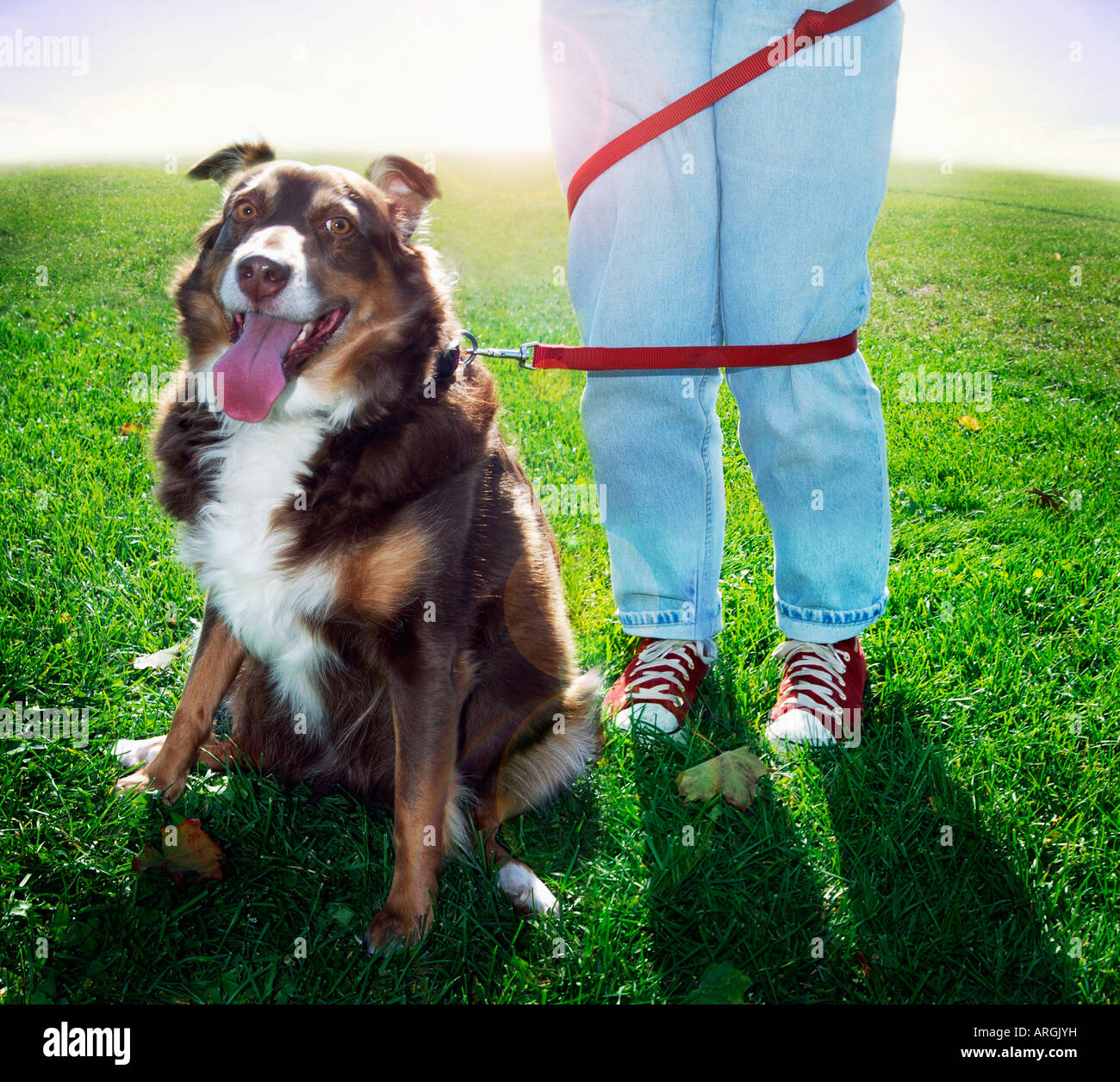 Dog and Owner Tangled in Leash Stock Photo Alamy