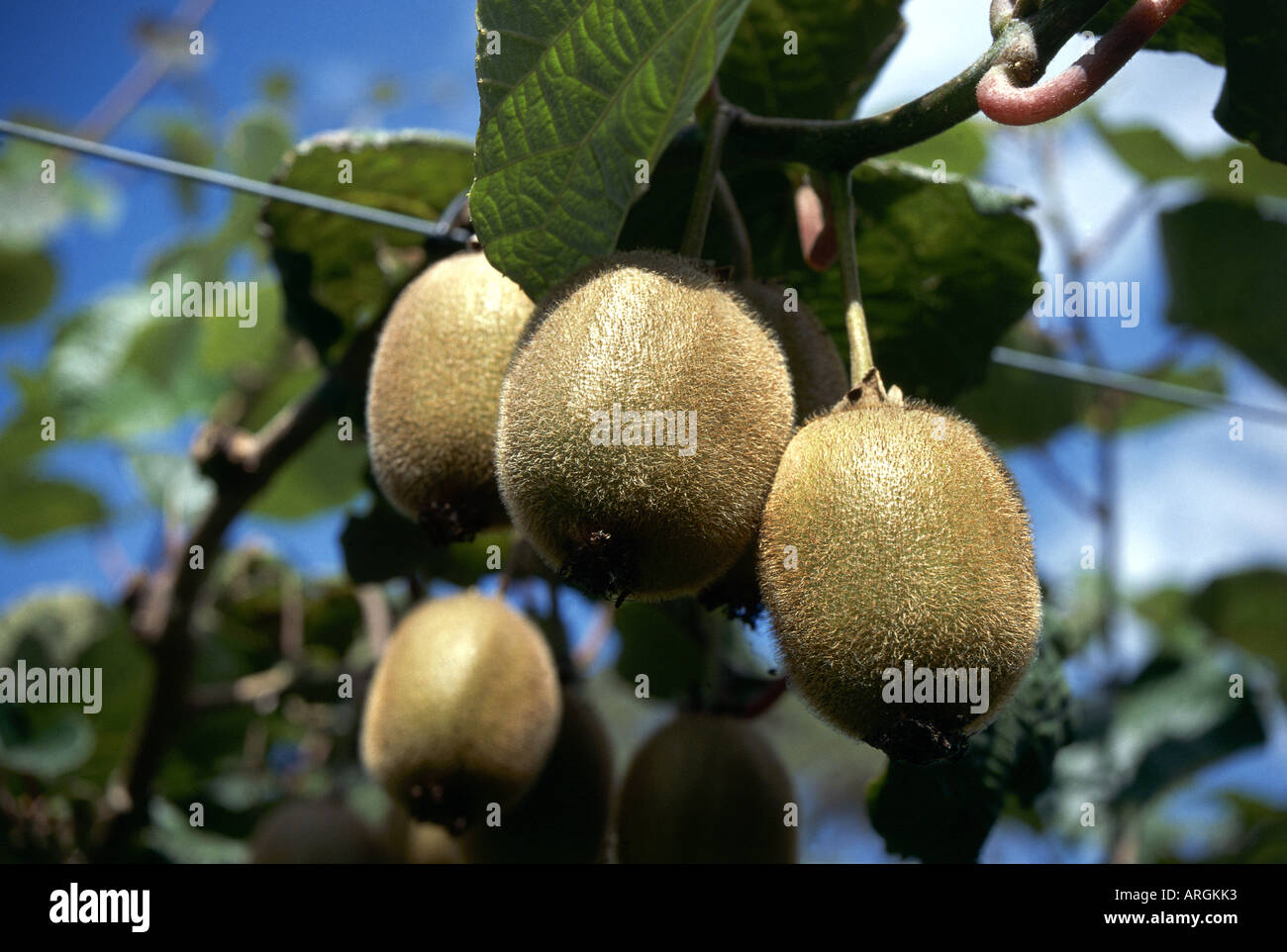 Ripening kiwi fruit originally named the Chinese gooseberry hanging ...