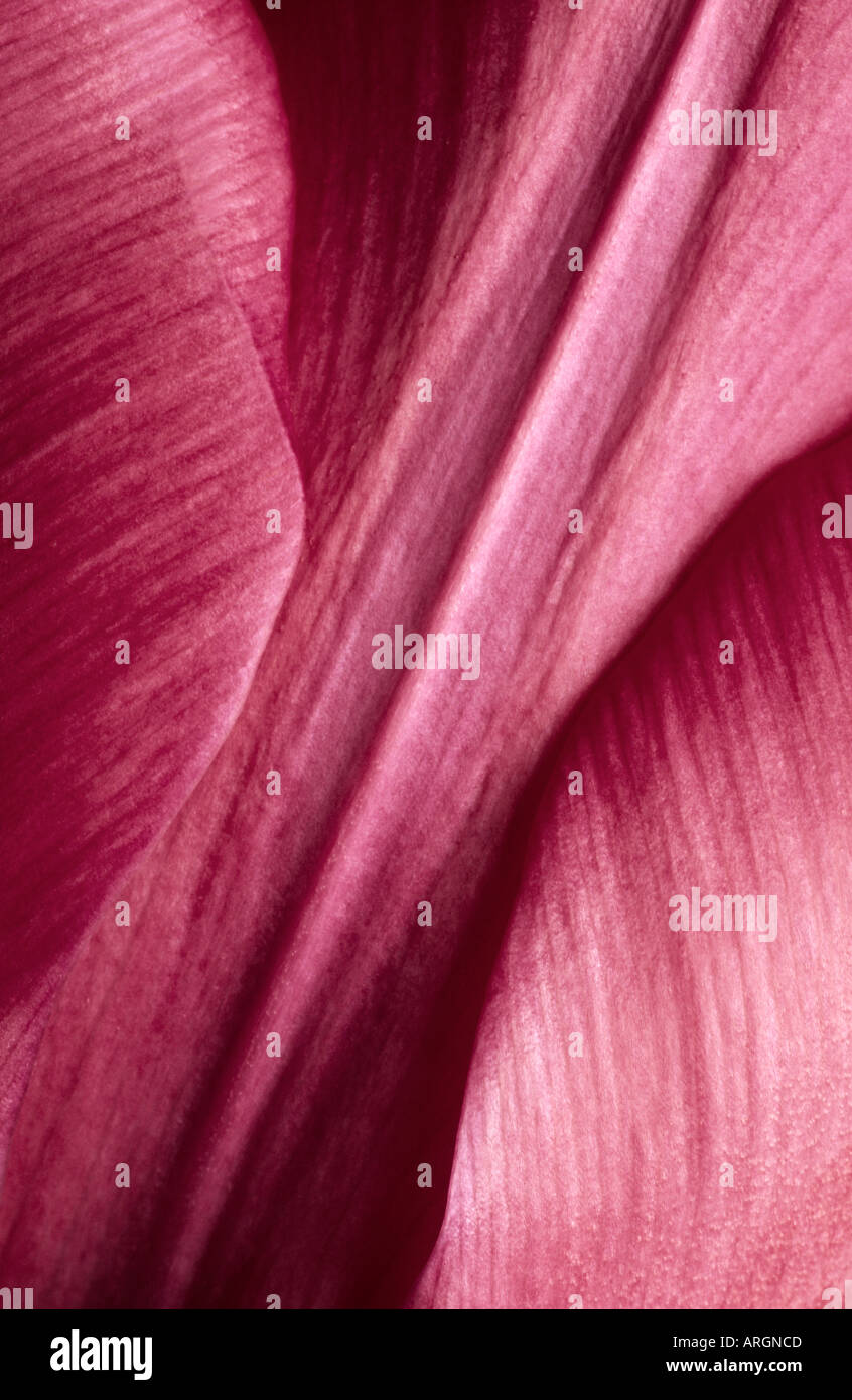 Abstract close up tulip petals hi-res stock photography and images - Alamy
