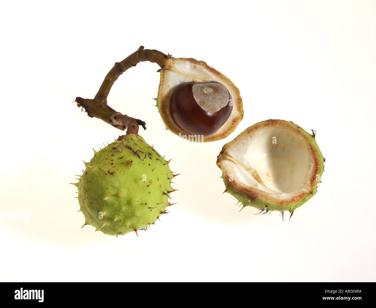 Horse Chestnuts in the shell on a white background Stock Photo - Alamy