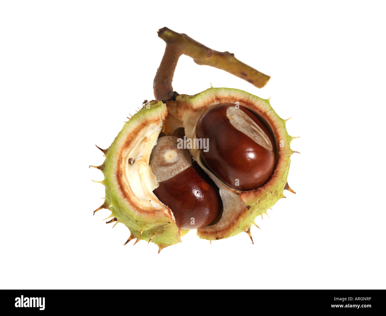 Horse Chestnuts in the shell on a white background Stock Photo - Alamy