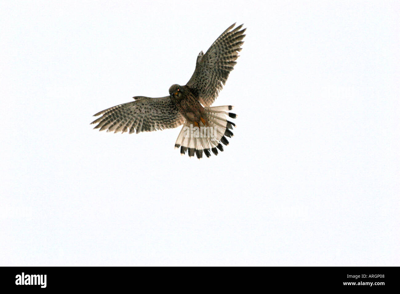KESTREL Falco tinnunculus Hovering in Flight Against a White Sky Stock Photo
