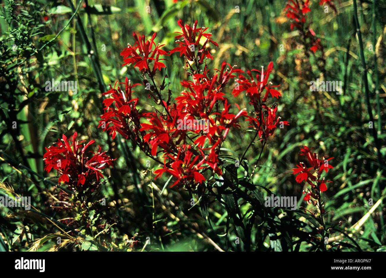Detail of the vivid red blooms of an indian paintbrush plant growing in