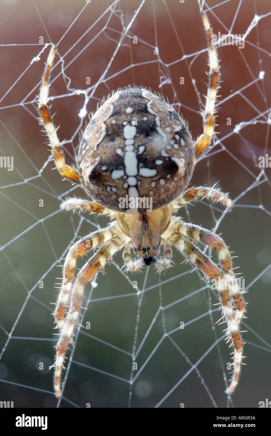 European Garden Spider (Araneus diadematus Stock Photo - Alamy
