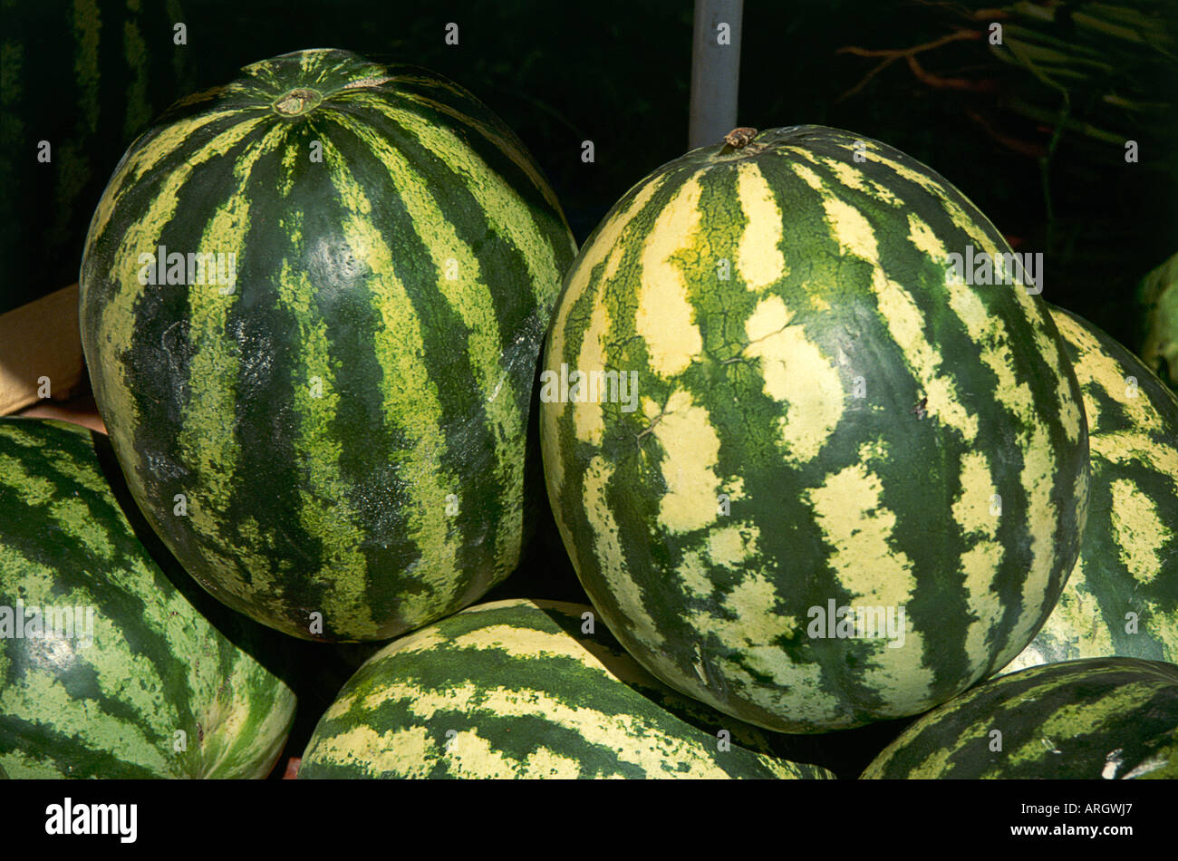 A close up of locally grown melons with their green and yellow markings