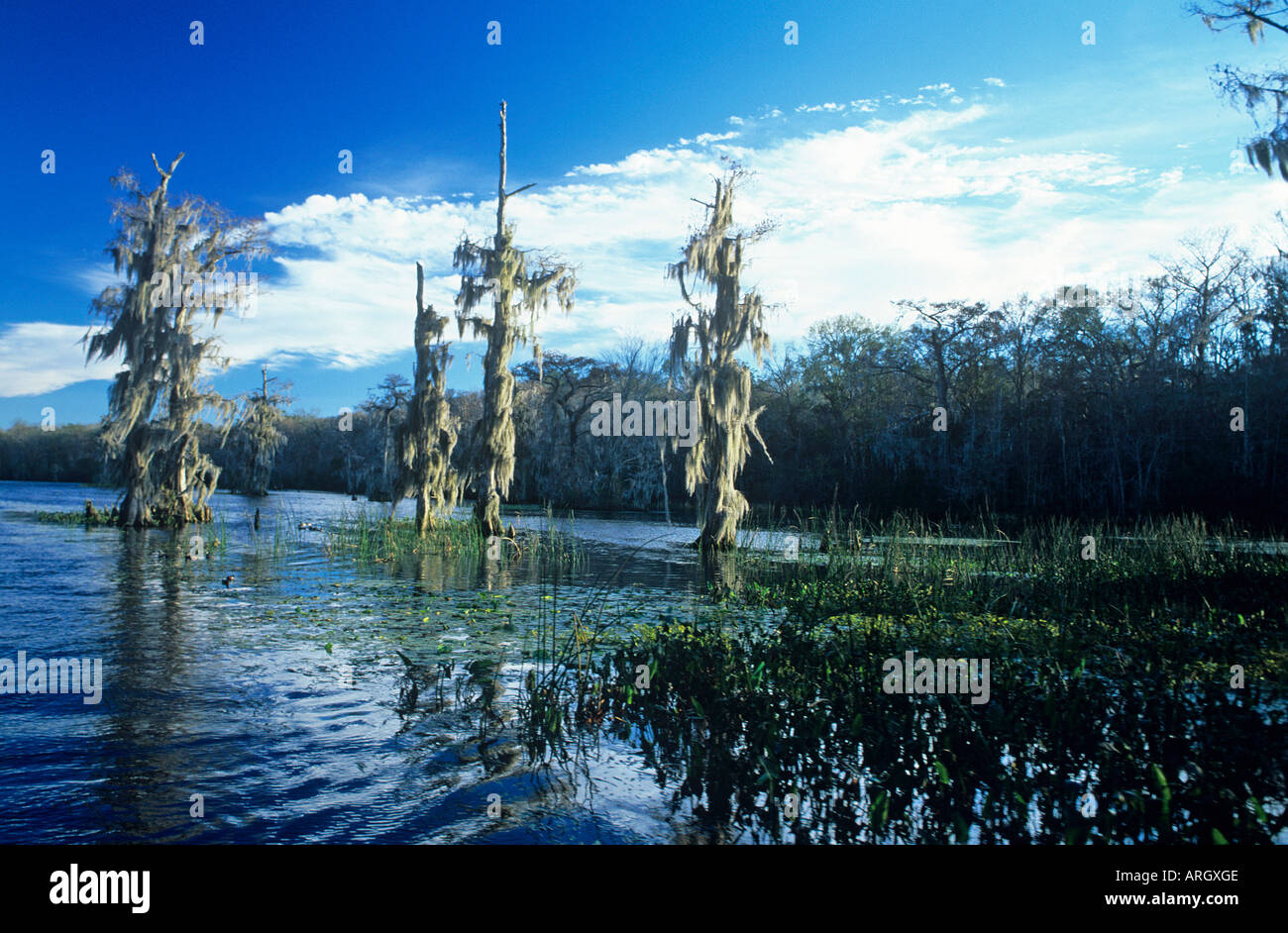 The roots of tall dead trees laden with moss dip into the Florida bayou ...