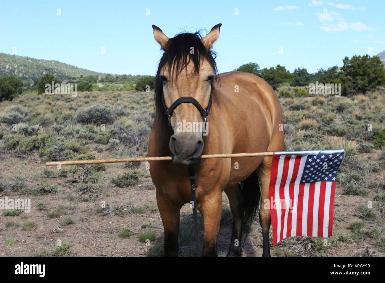 Horse holding an American flag Stock Photo - Alamy