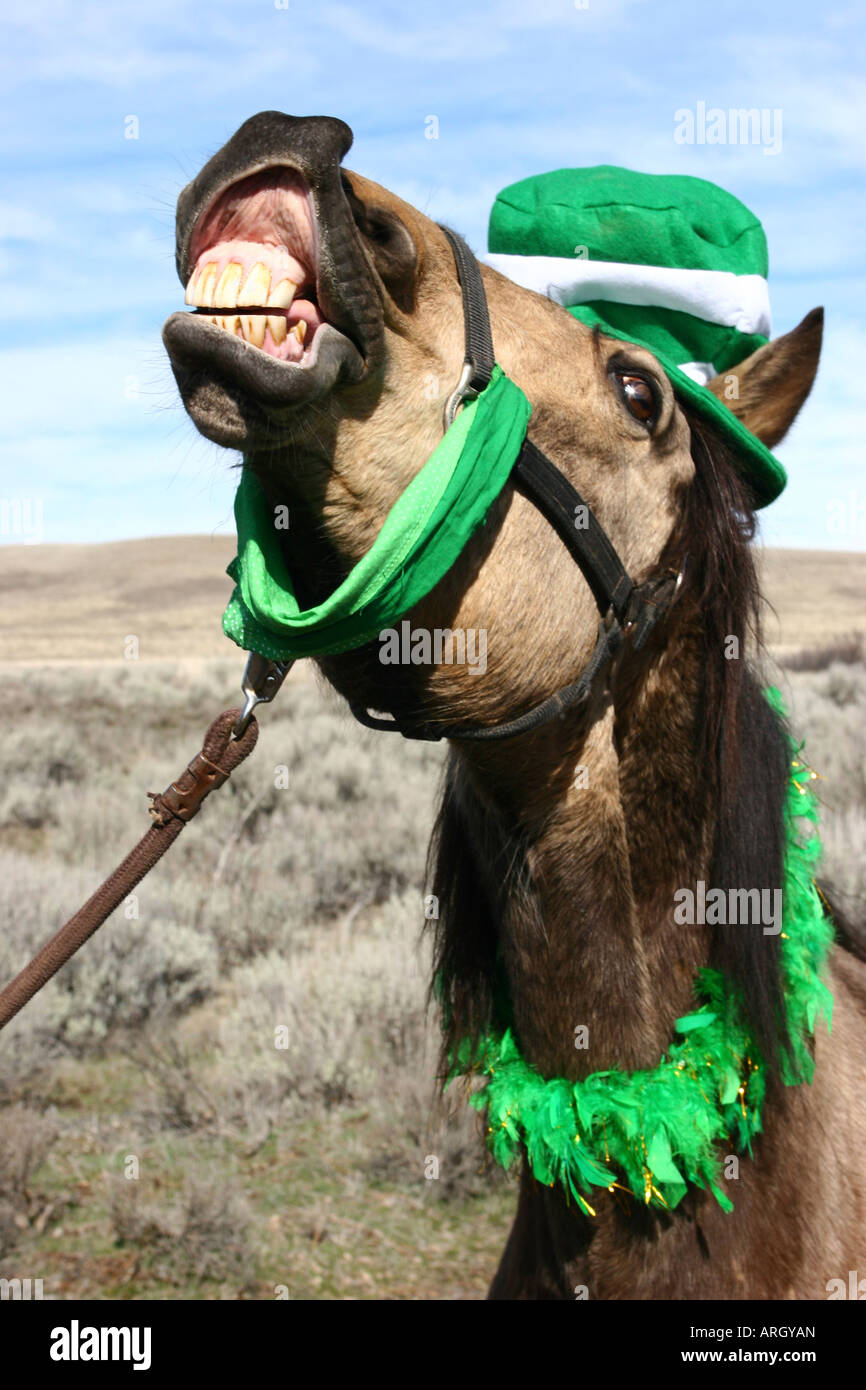 horse st patricks day