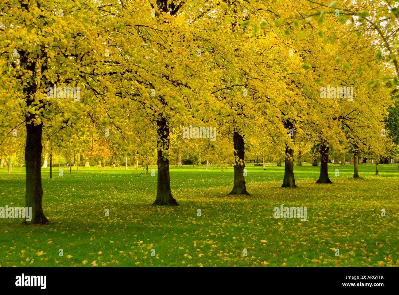 Trees in a park, High Park, London, England Stock Photo