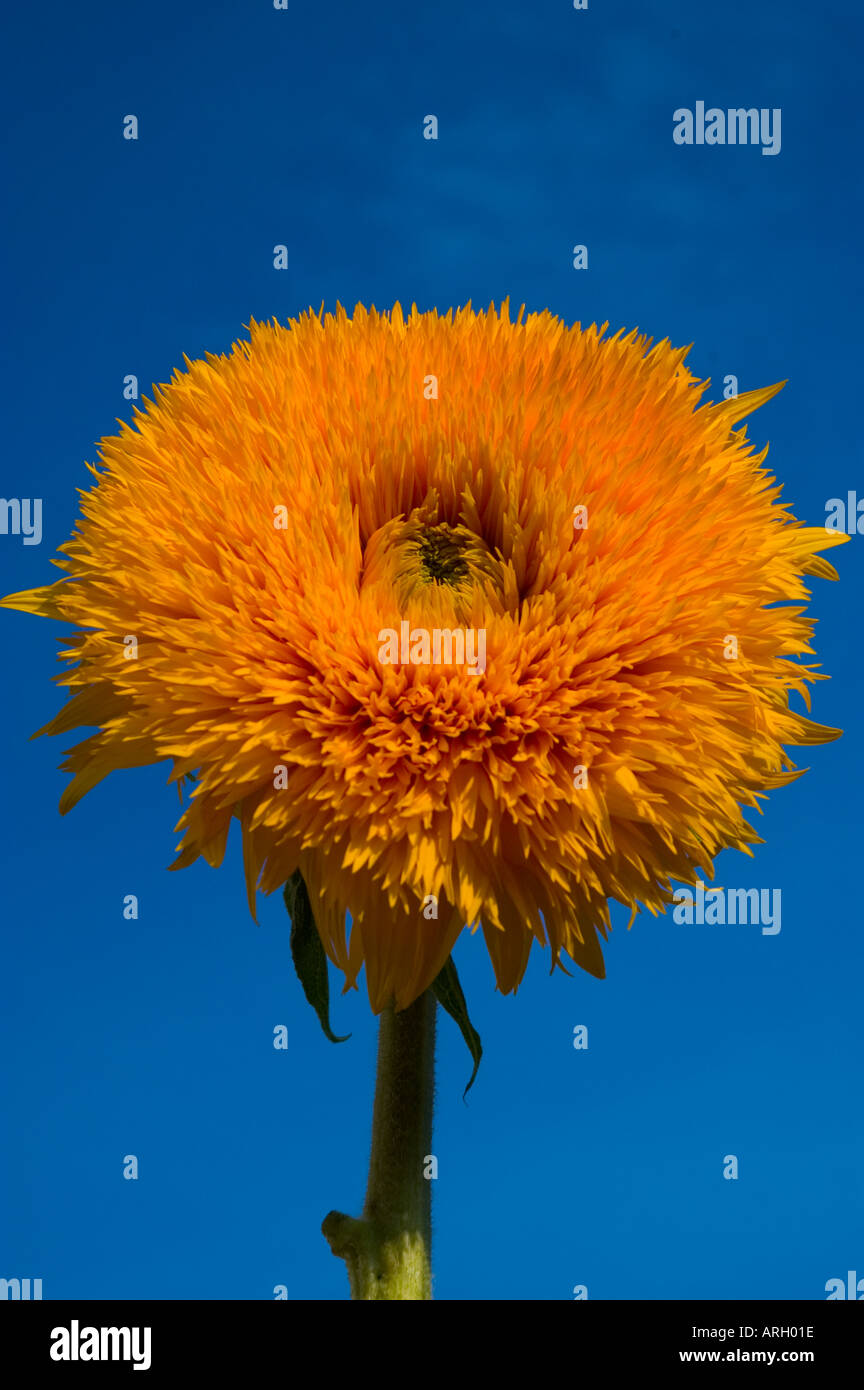 orange flower against deep blue sky gerbera Stock Photo