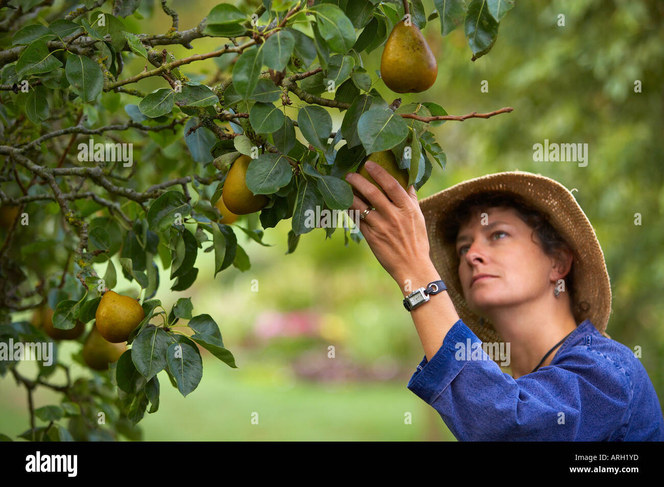 a woman picking fruit pears in a Dorset garden England UK MR Stock