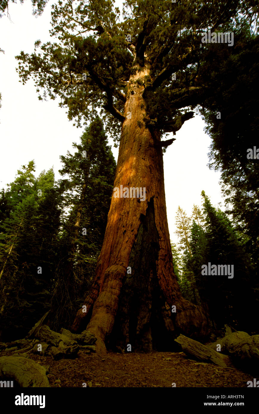The Grizzly Giant tree is the oldest sequoia in Mariposa Grove near Wawona in Yosemite National
