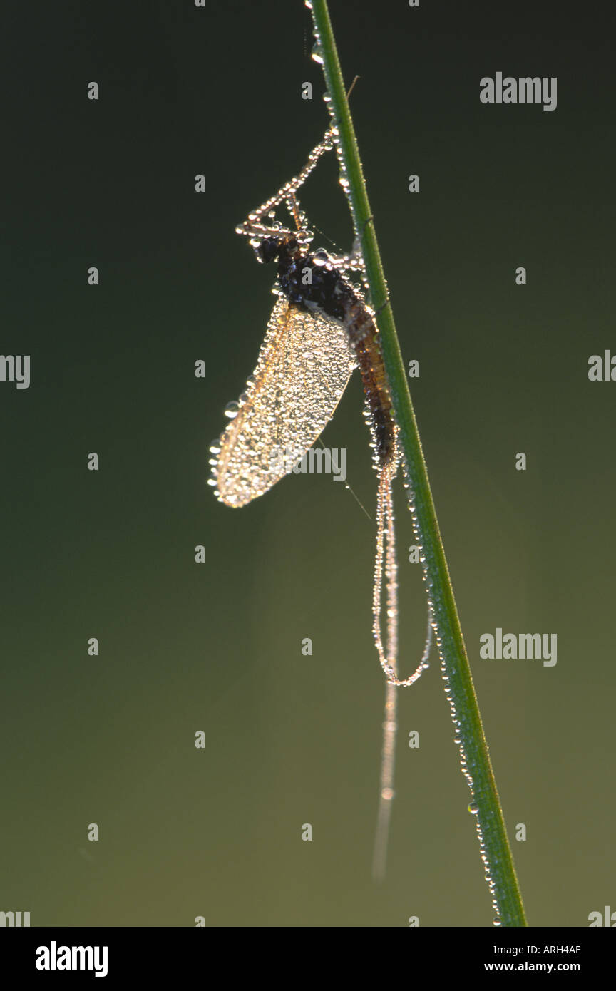 Mayfly ephemera danica Stock Photo - Alamy