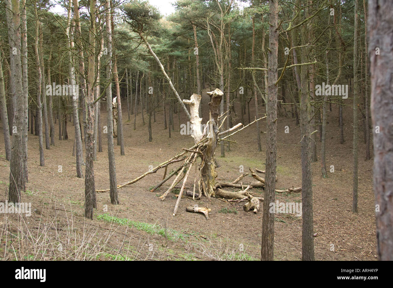 Timber cutting in Formby Woods, Merseyside, UK Stock Photo