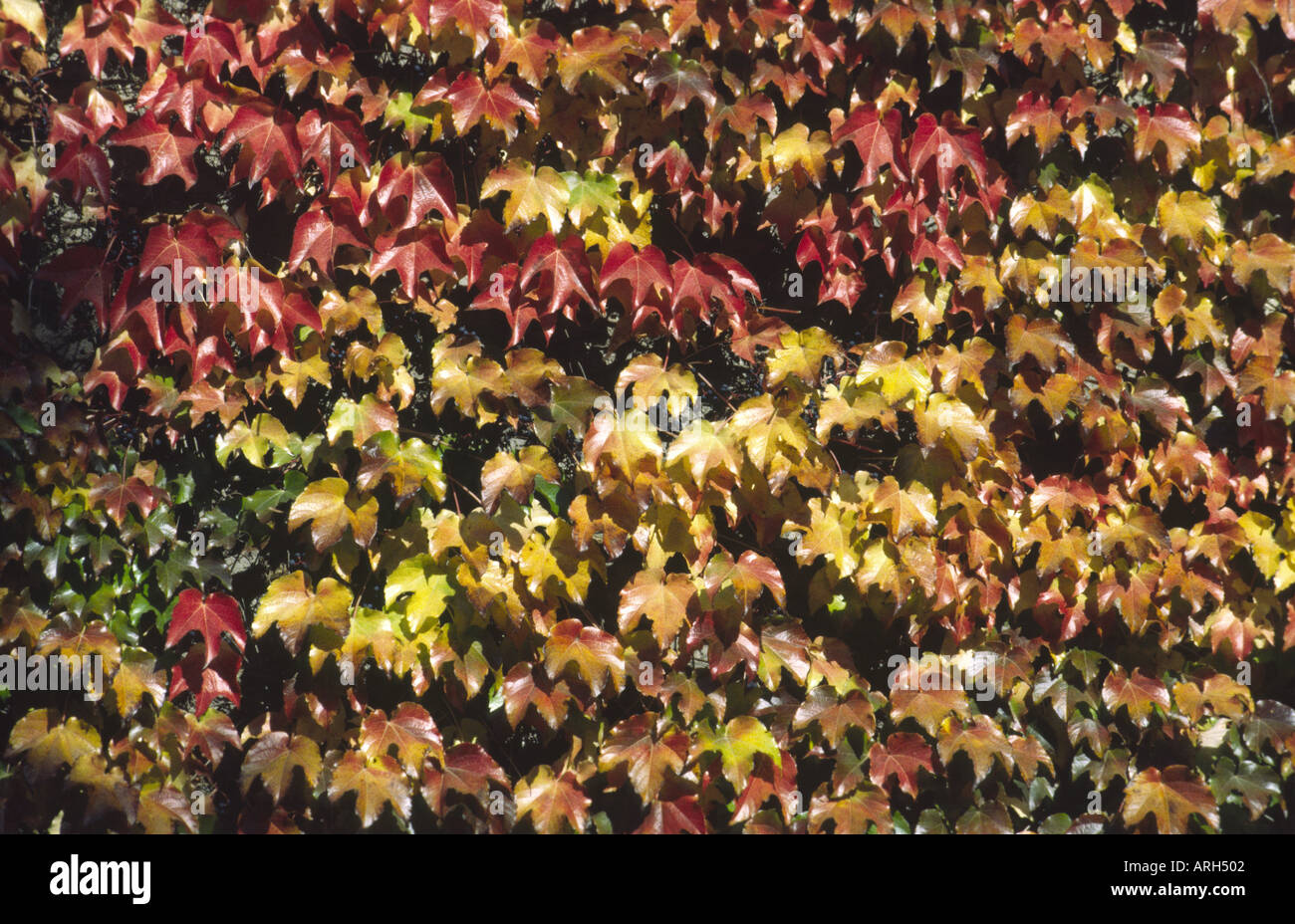 Leaf leaves colorful hi-res stock photography and images - Alamy