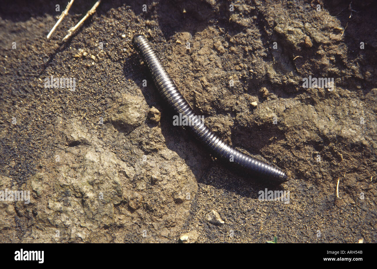 Soil centipede hi-res stock photography and images - Alamy