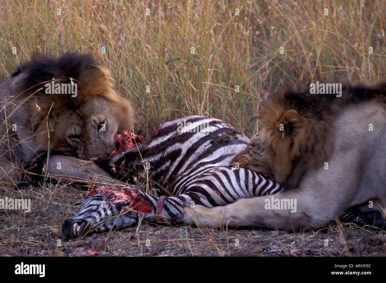 Male Lions Eating Zebra in the Masai Mara Stock Photo