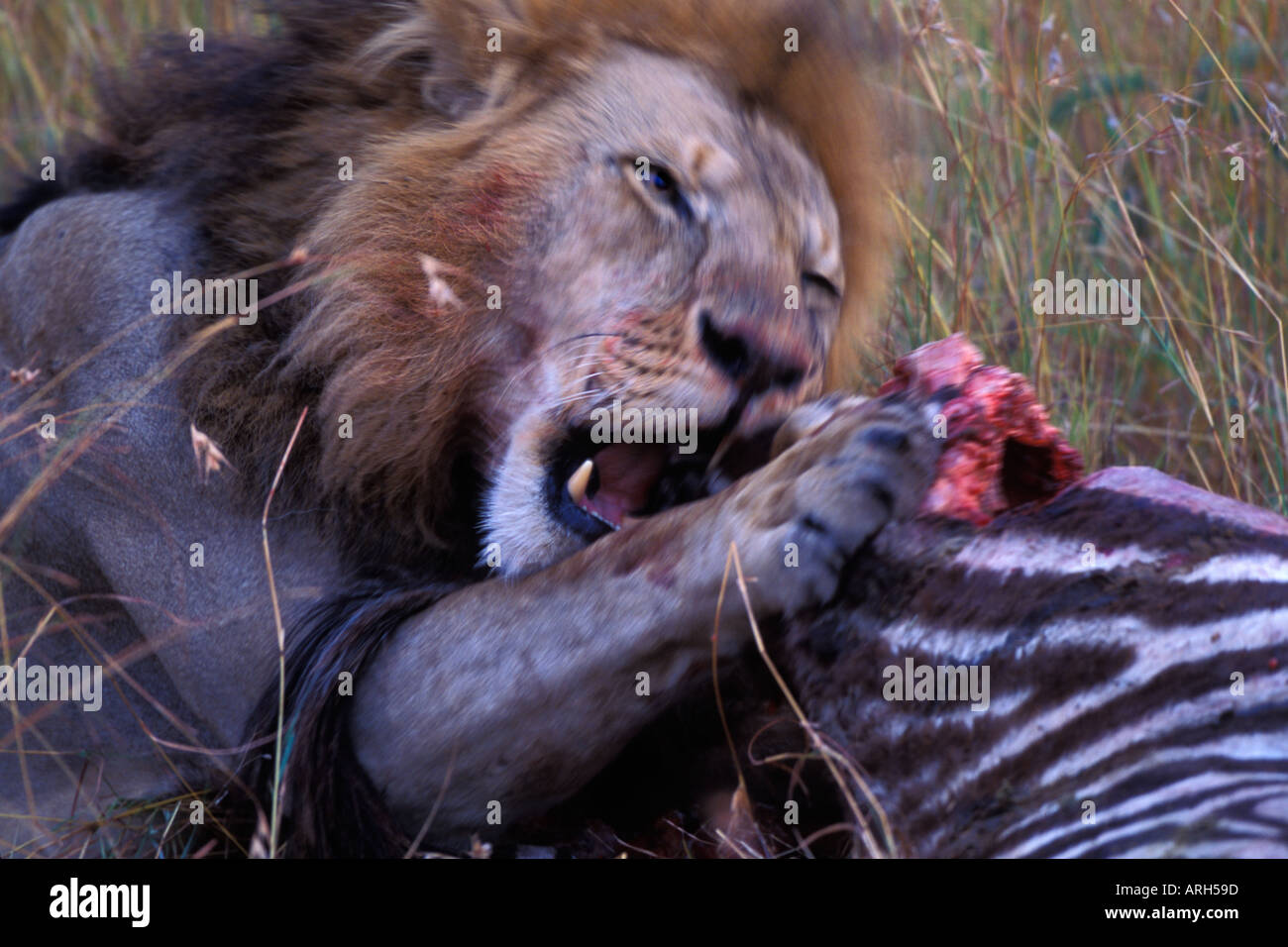 Closeup of Male Lion Eating Zebra Stock Photo