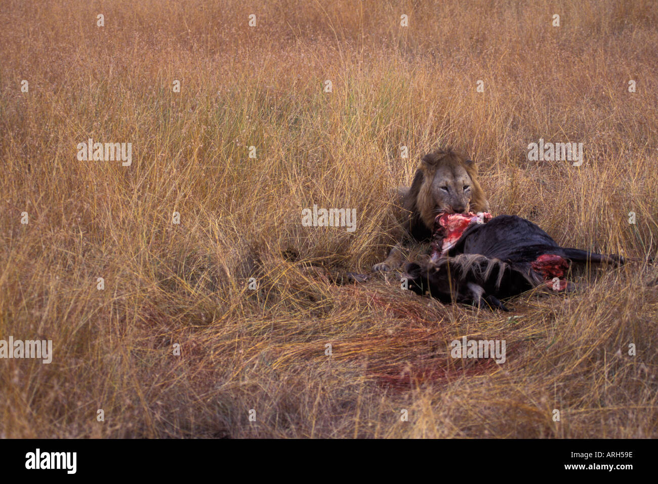 Male Lion Eating Gnu in High Grass of Masai Mara Stock Photo
