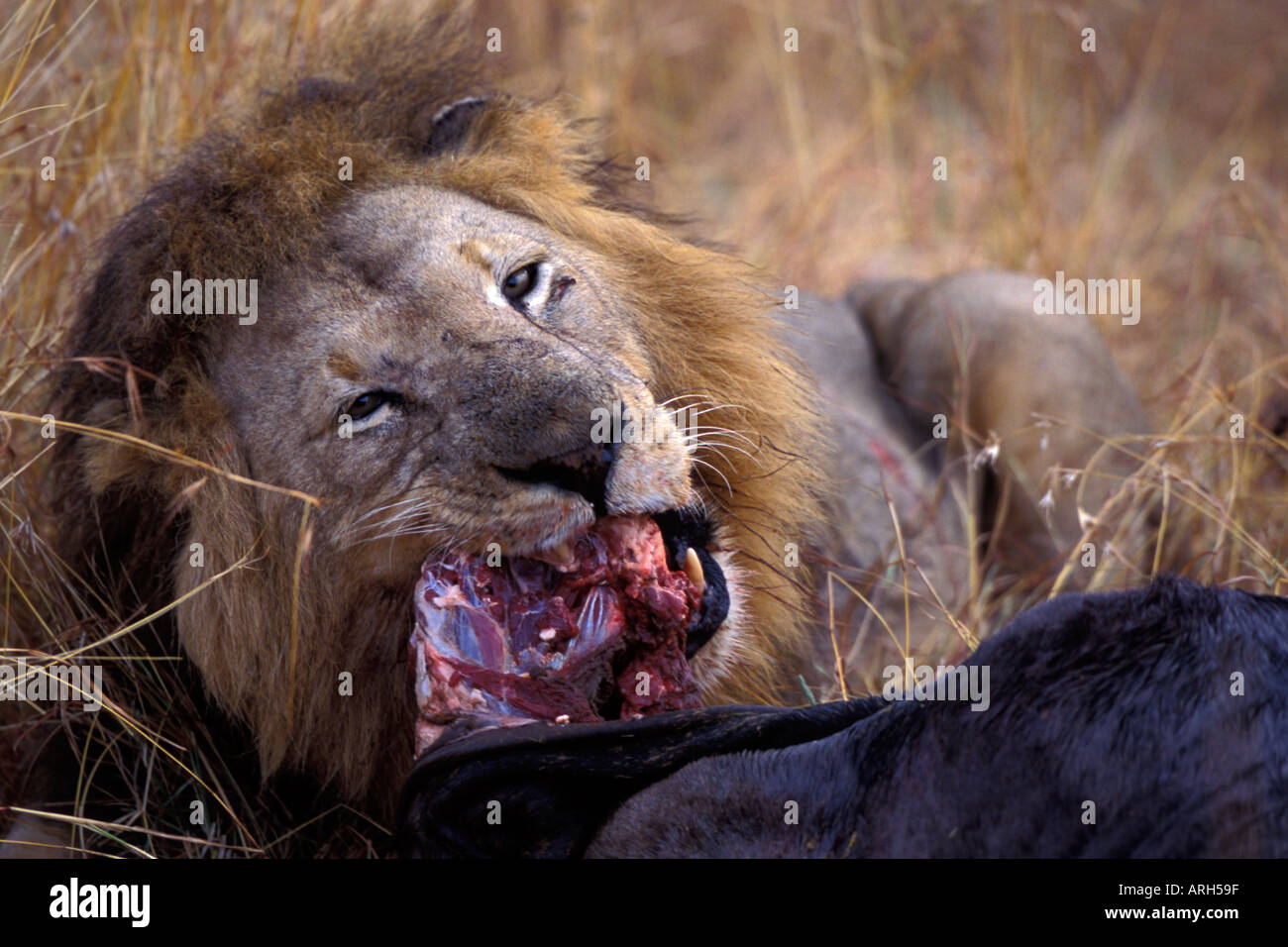 Closeup of Male Lion Eating Gnu Stock Photo