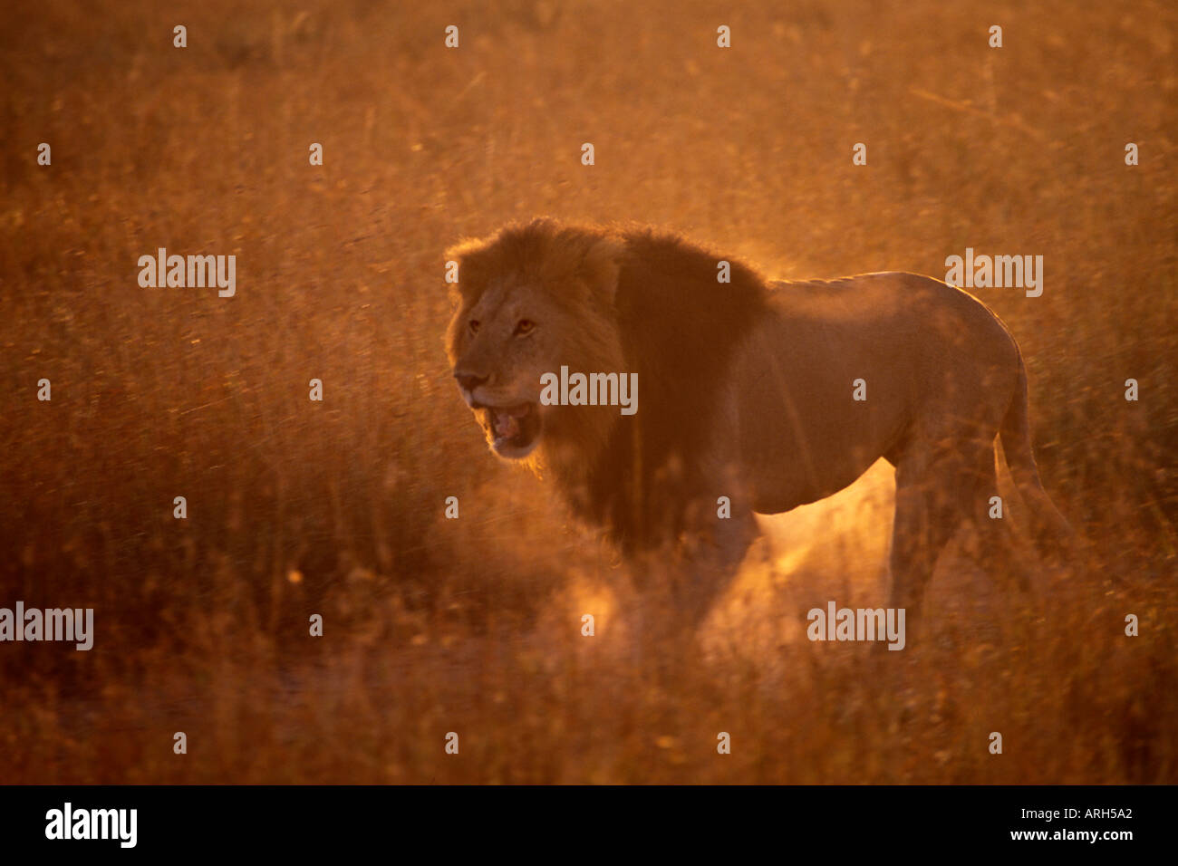 Male Lion Prowling on Cold Morning in Masai Mara Stock Photo