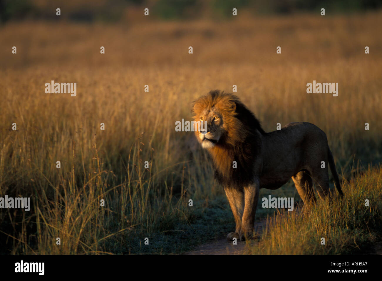 Regal Male Lion in Early Morning Light of the Masai Mara Stock Photo
