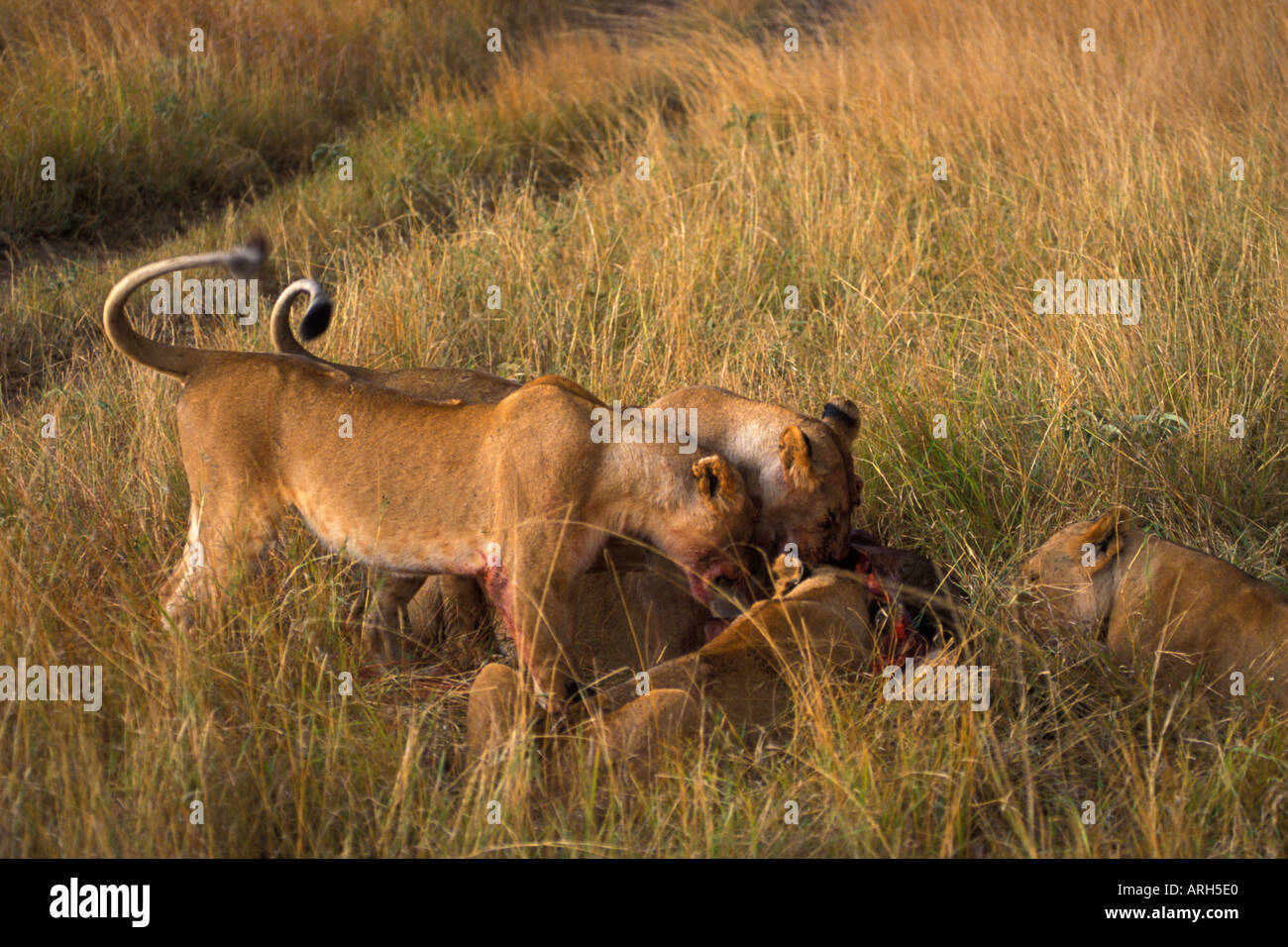 Lioness Eat Wildebeest in the Masai Mara National Park Stock Photo - Alamy