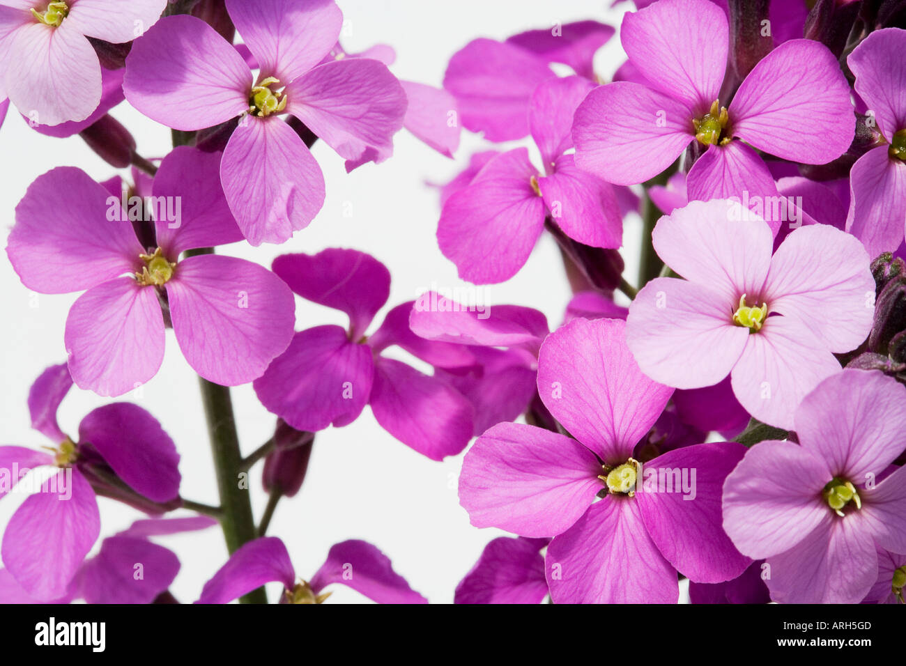 COMMON NAME Wall flowers Stock Photo Alamy