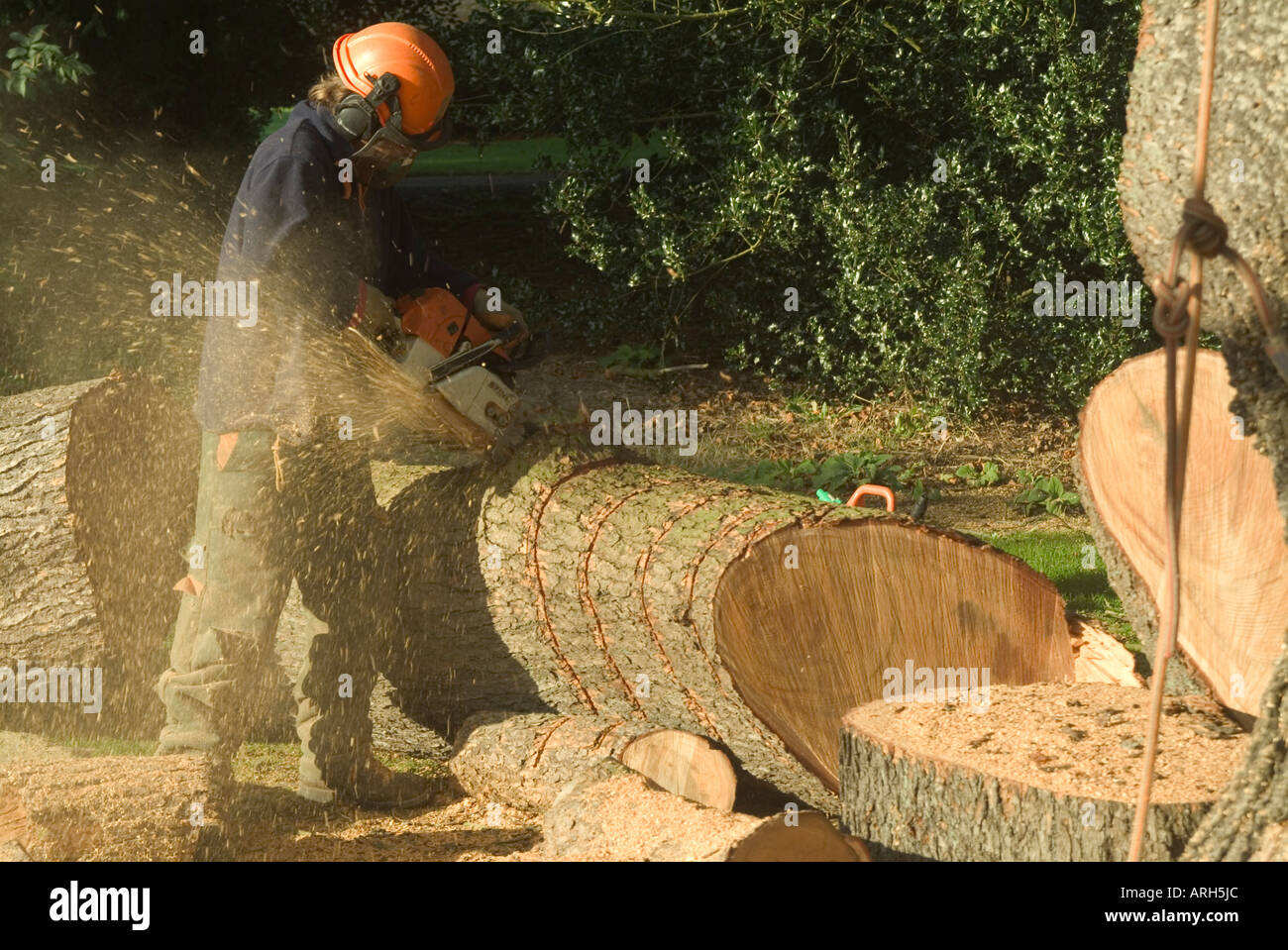 Tree Feller or Lumberjack cross cutting a large branch from a Cedar
