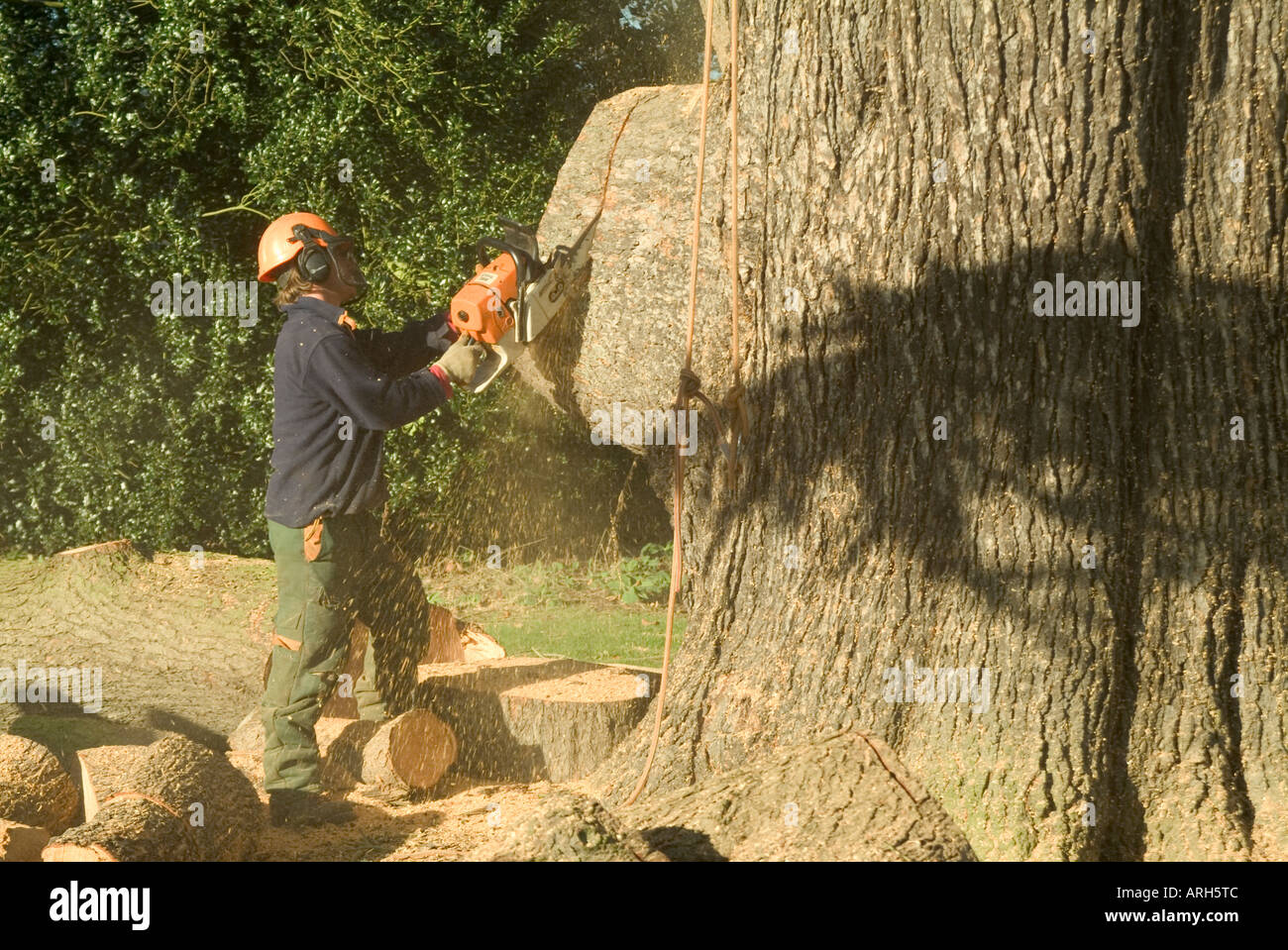 Tree Feller or Lumberjack cross cutting a large branch from a Cedar of lebanon tree Stock Photo