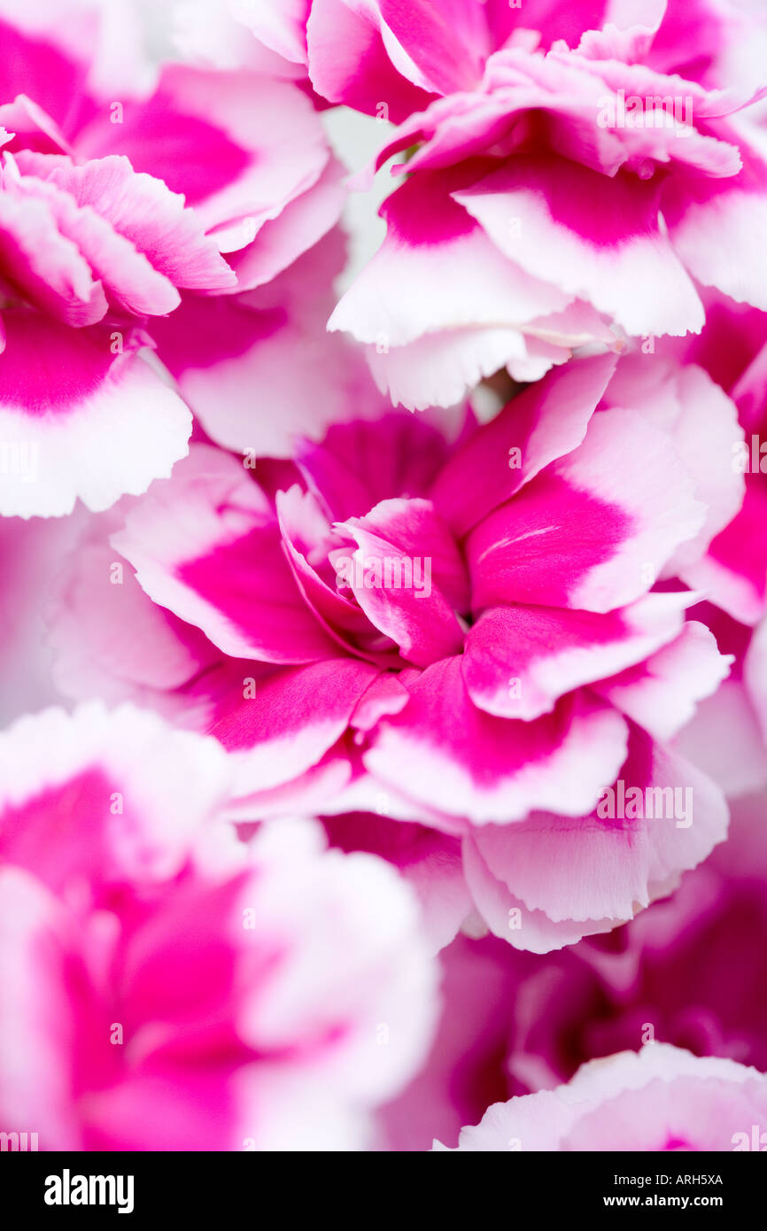 COMMON NAME Carnation LATIN NAME Dianthus Stock Photo