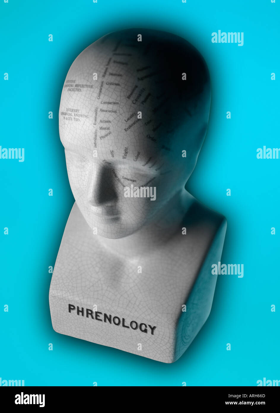 phrenology head Stock Photo