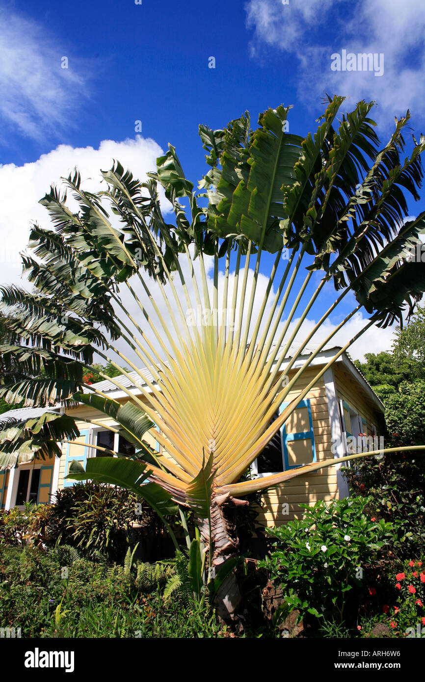 Travellers Palm Ravenala madagascariensis tree at caribbean house Stock Photo