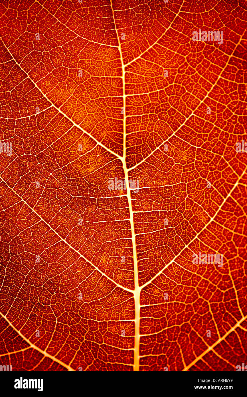 Leaf in detail Stock Photo