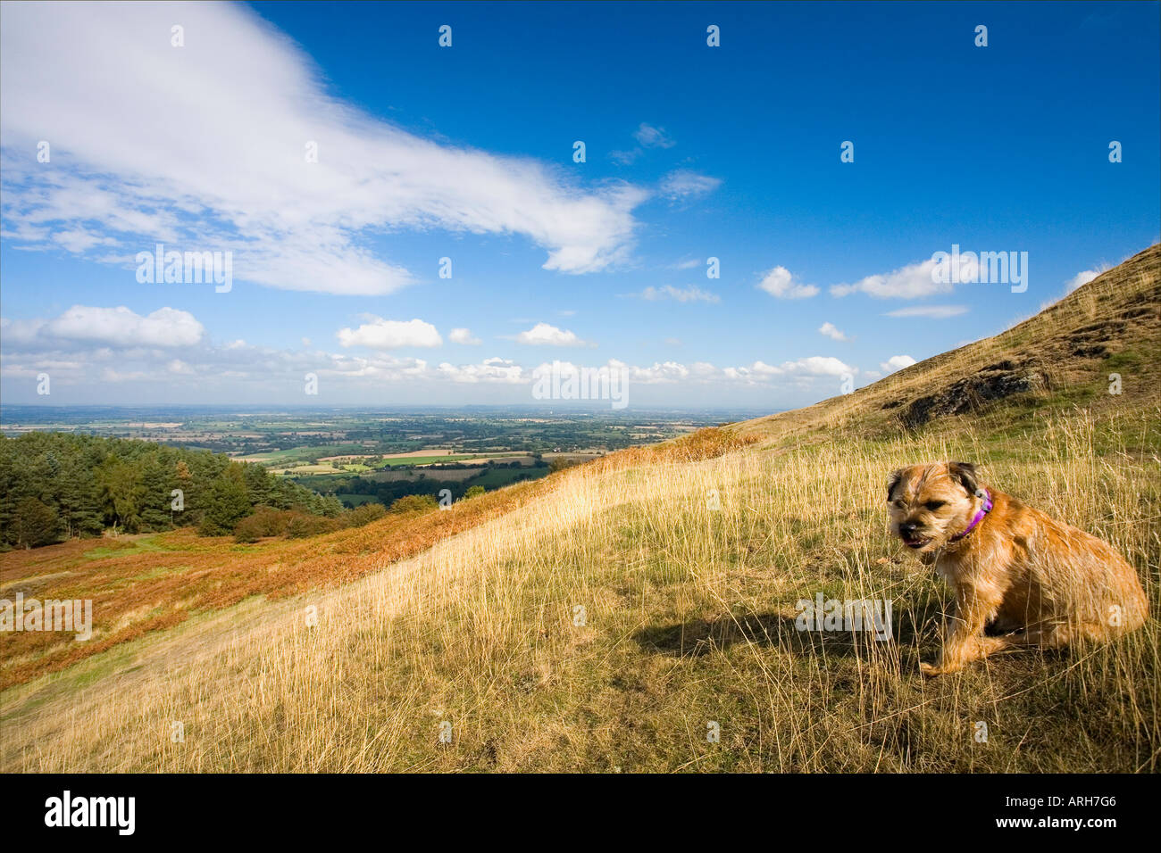 Shropshire Hills Earls Hill Pontesford in summer sun sunshine with ...