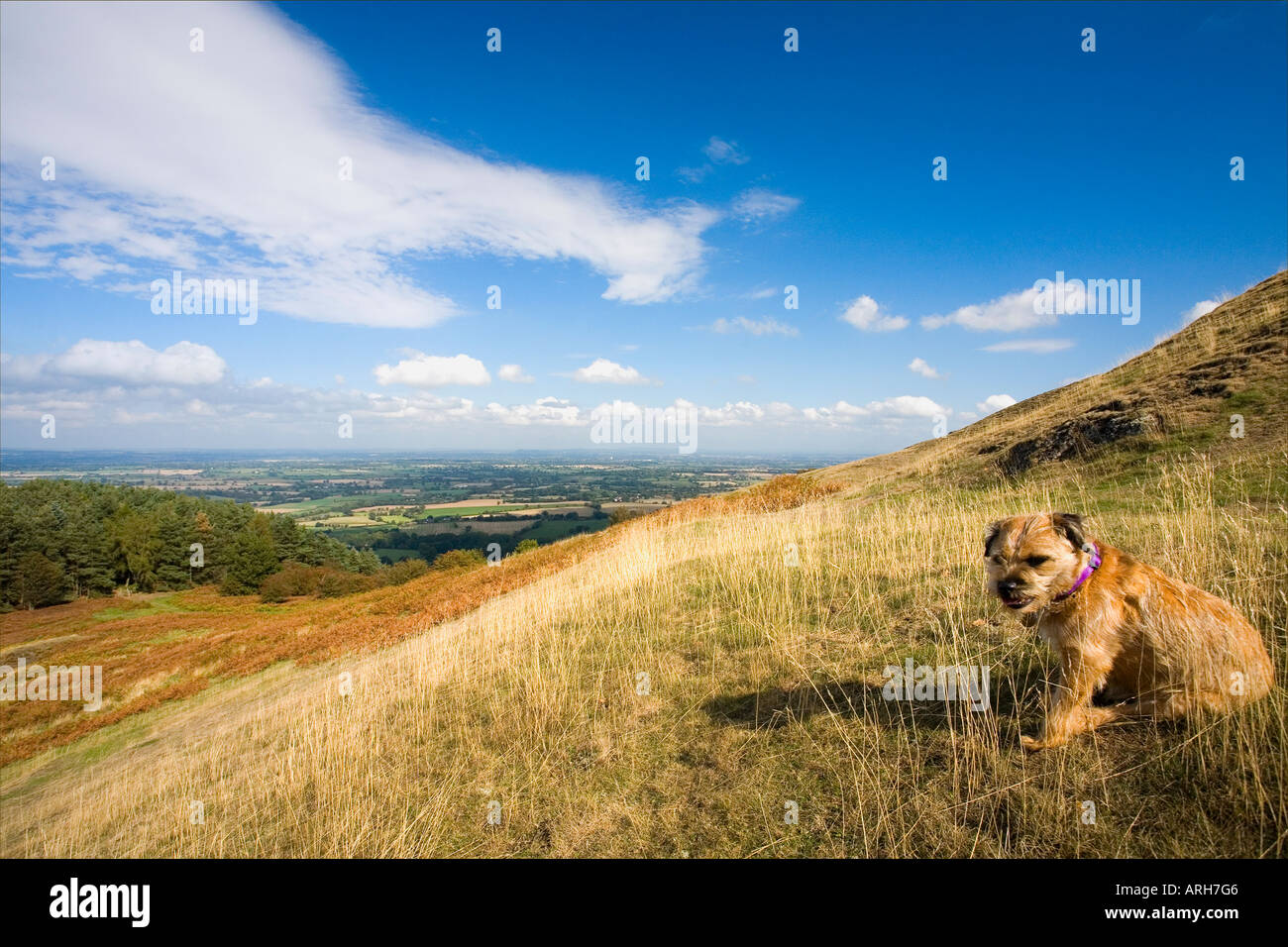 Shropshire Hills Earls Hill Pontesford in summer sun sunshine with border terrier dog and blue sky England UK United Kingdom GB Stock Photo