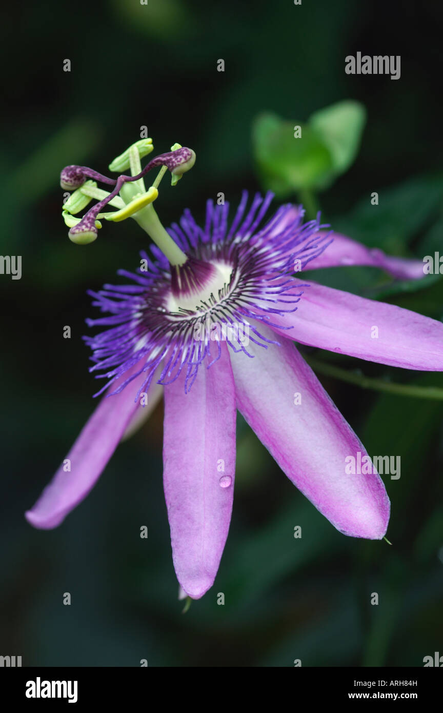 CLOSE UP WITH DARK BACKGROUND OF PASSIFLORA AMETHYST PASSION FLOWER Stock Photo