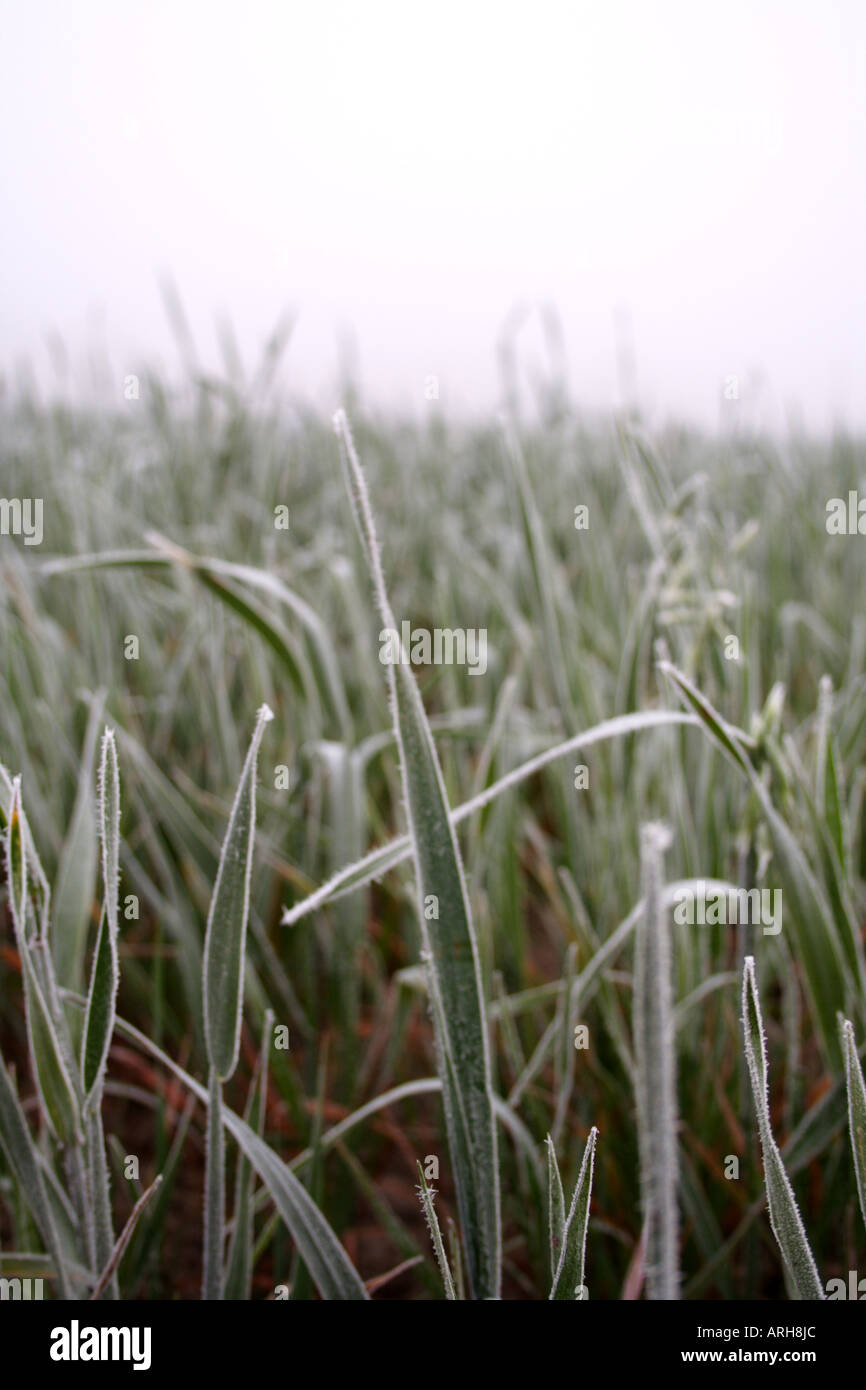 Autumn meadow grass in hi-res stock photography and images - Alamy