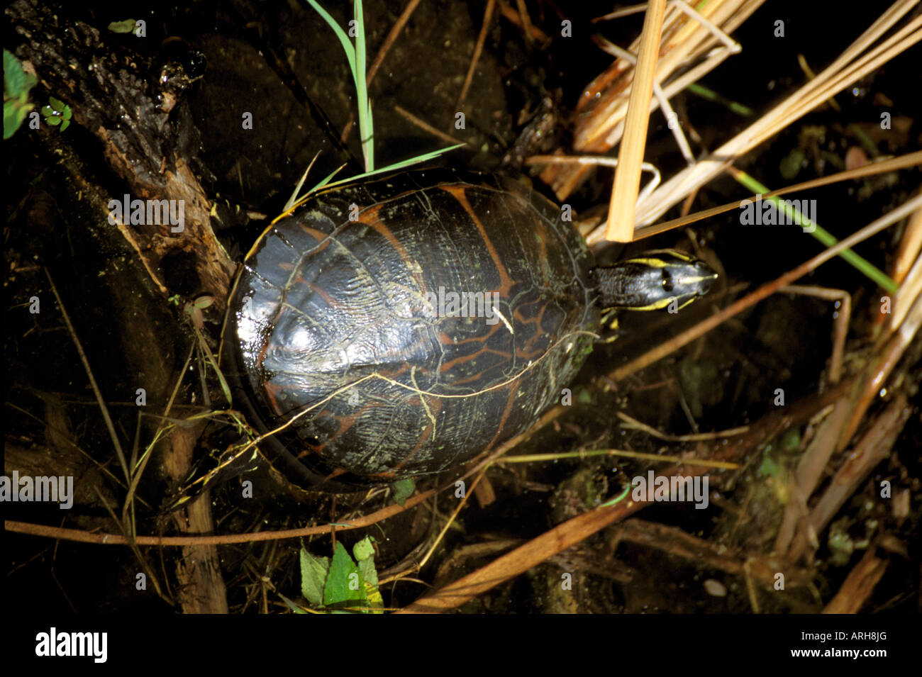 FL Florida Everglades National Park red belly turtle fauna swamp