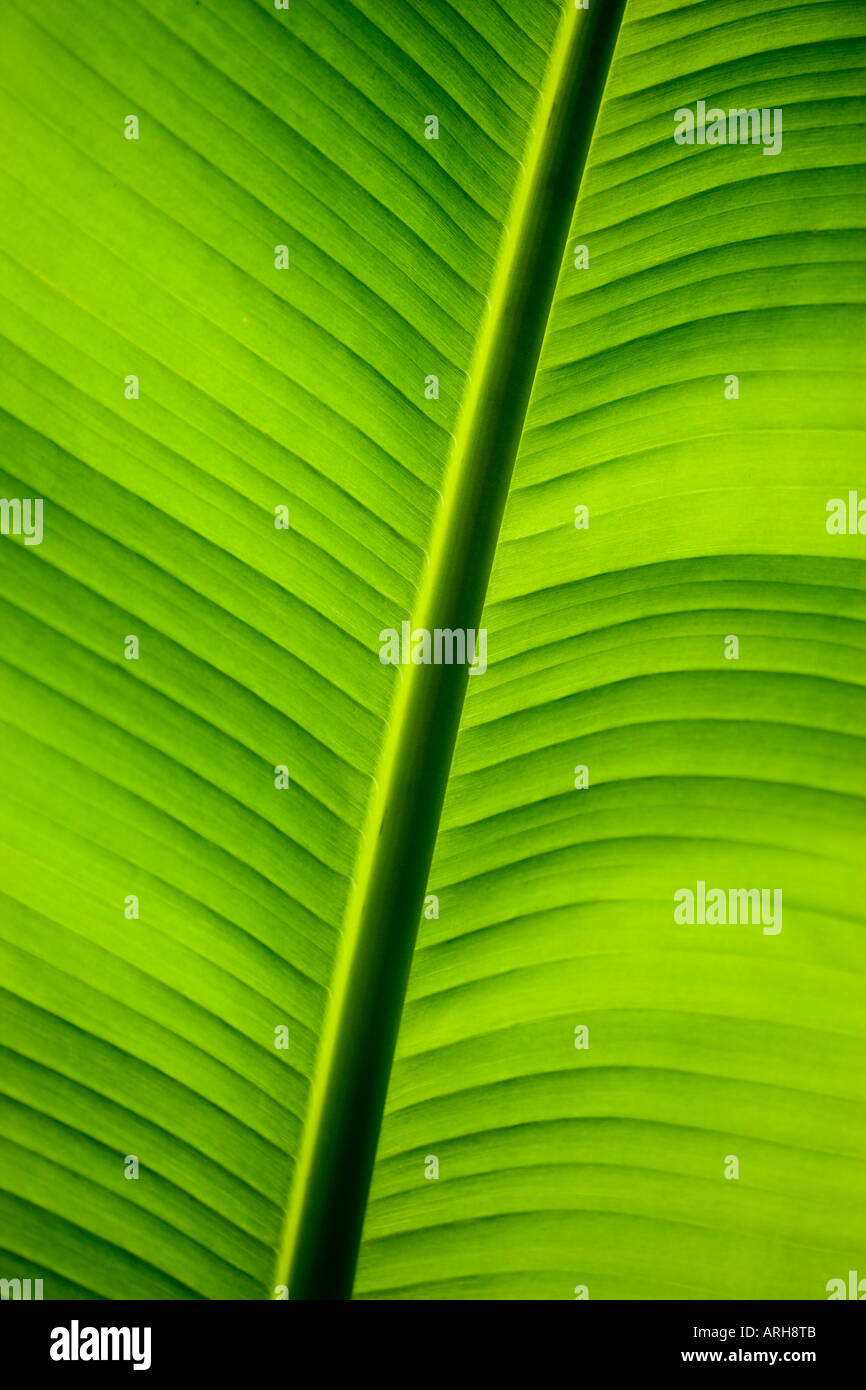 Banana leaf in close up Stock Photo