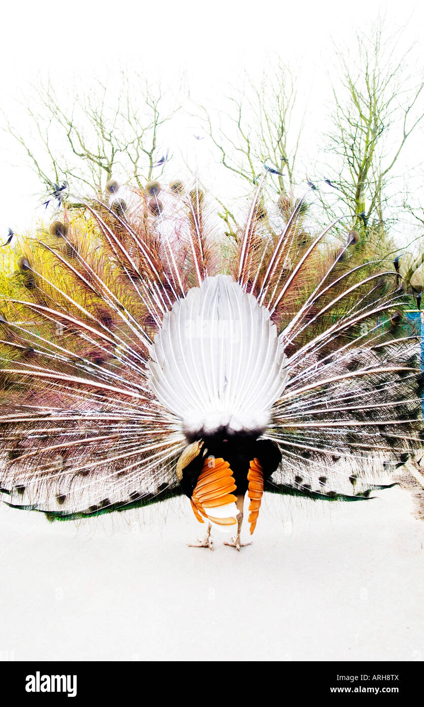 Back view of peacock Stock Photo Alamy