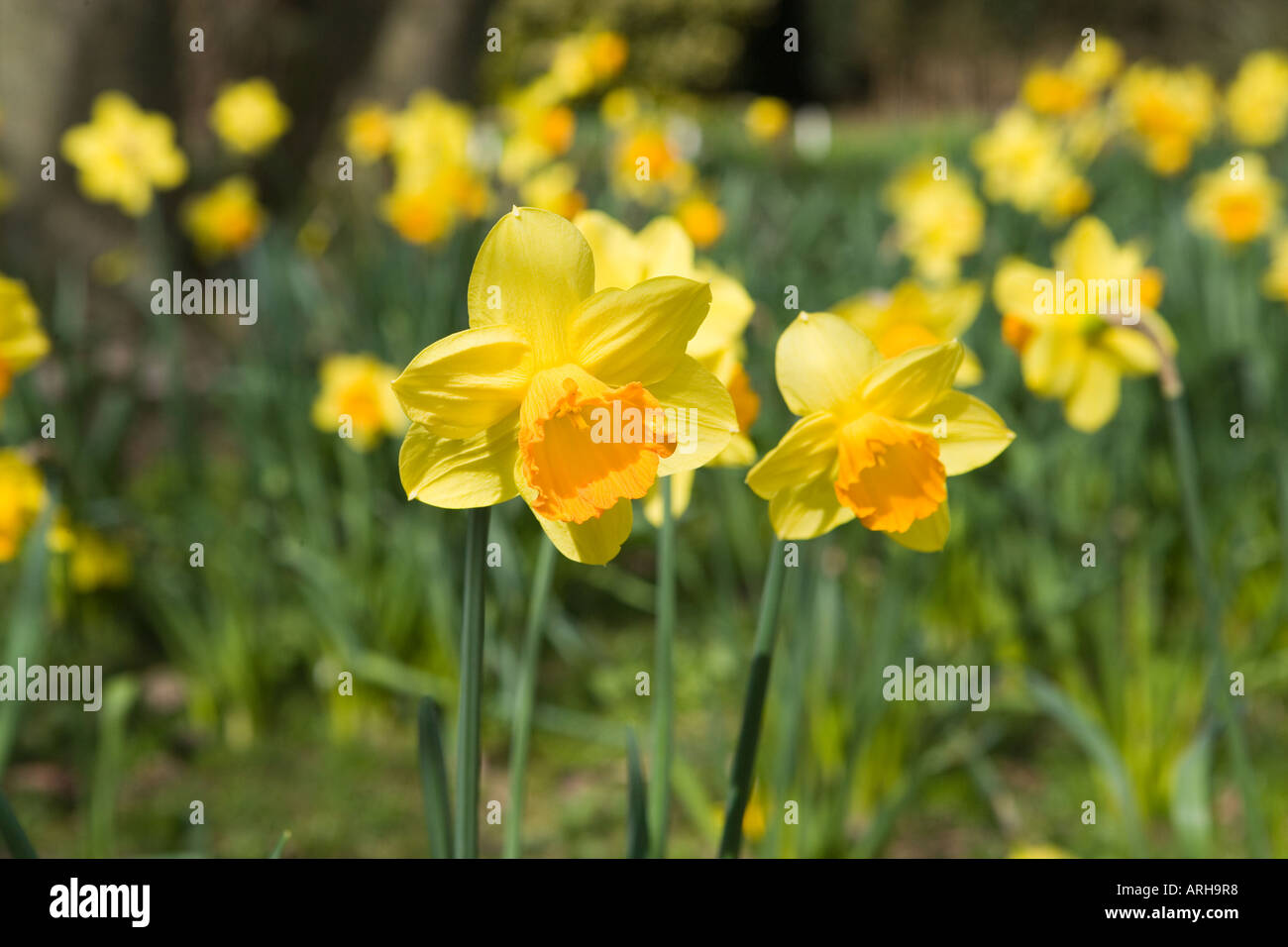 COMMON NAME Daffodil LATIN NAME Narcissus Stock Photo Alamy