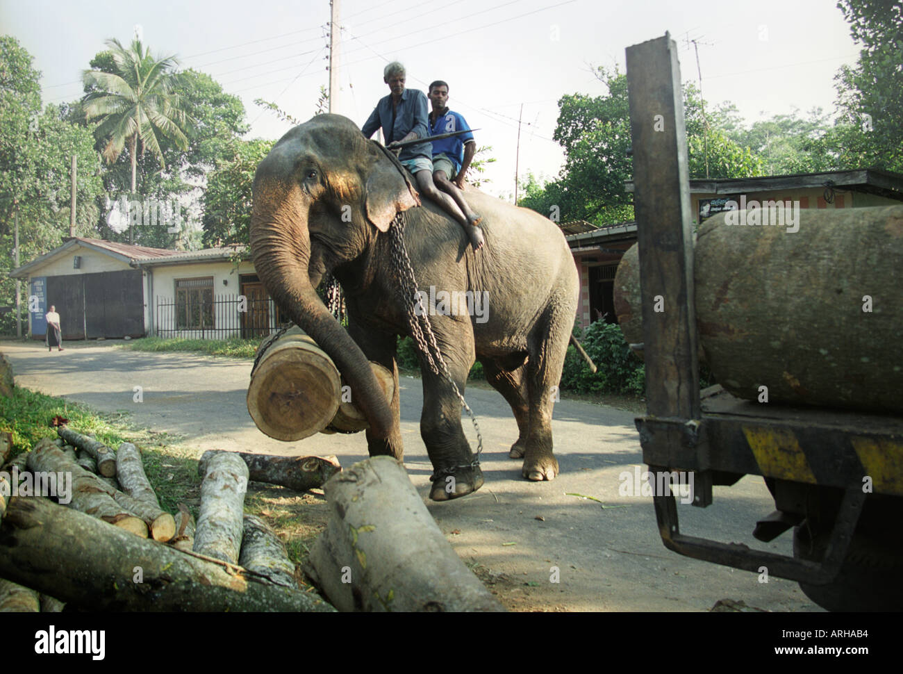 An elephant in place of a crane lifting logs to load onto a truck Stock