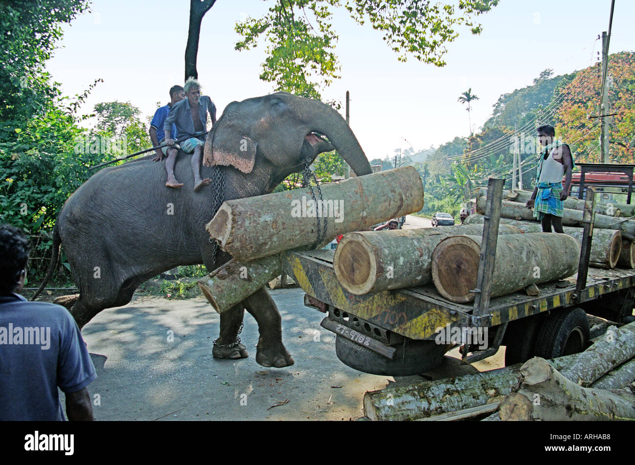 An elephant in place of a crane lifting logs to load onto a truck Stock