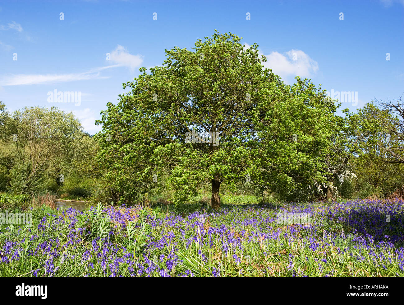 Common name: Bluebells Latin name: Hyacinthoides Stock Photo - Alamy