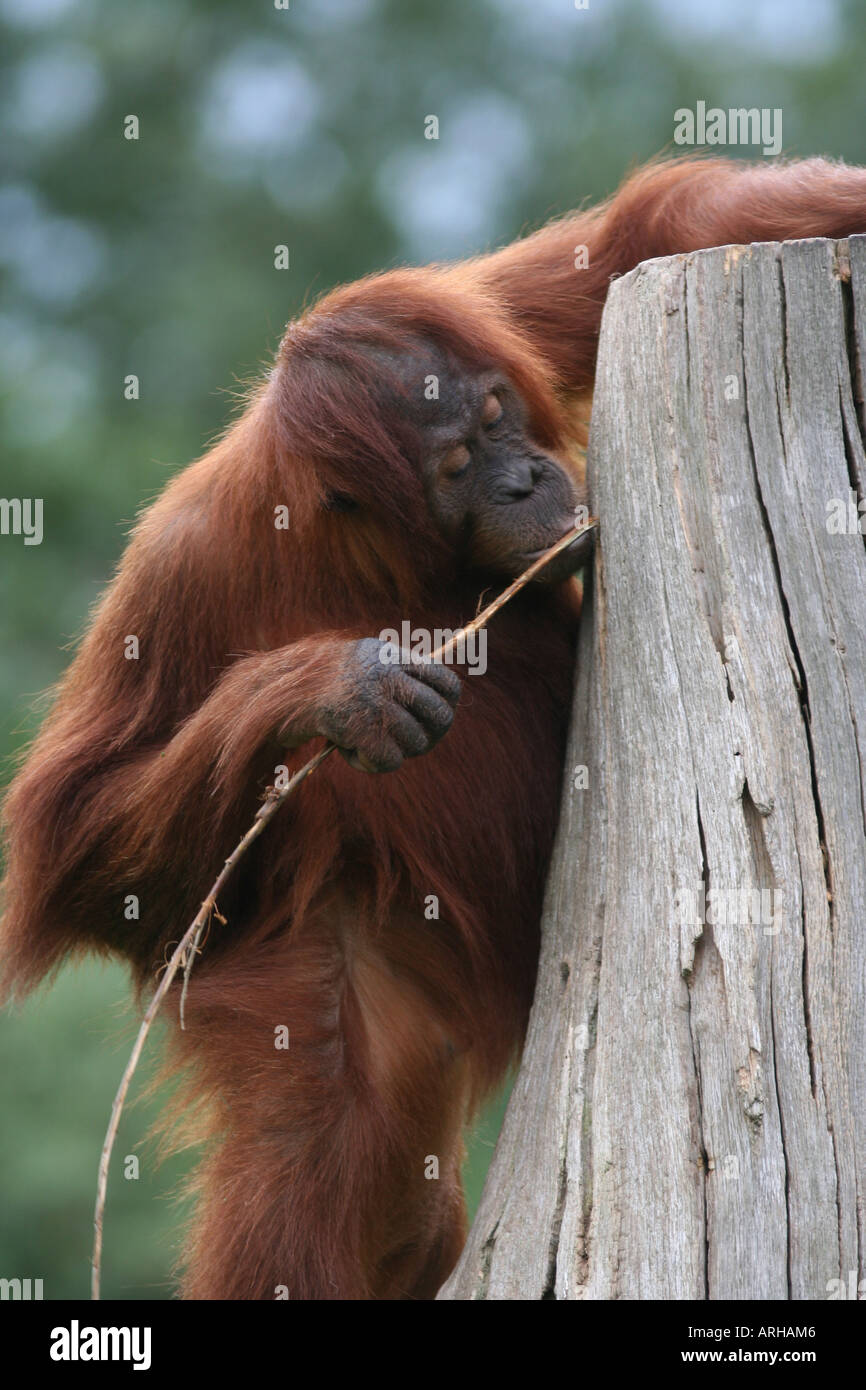 Sumatran orangutan tool use Stock Photo - Alamy