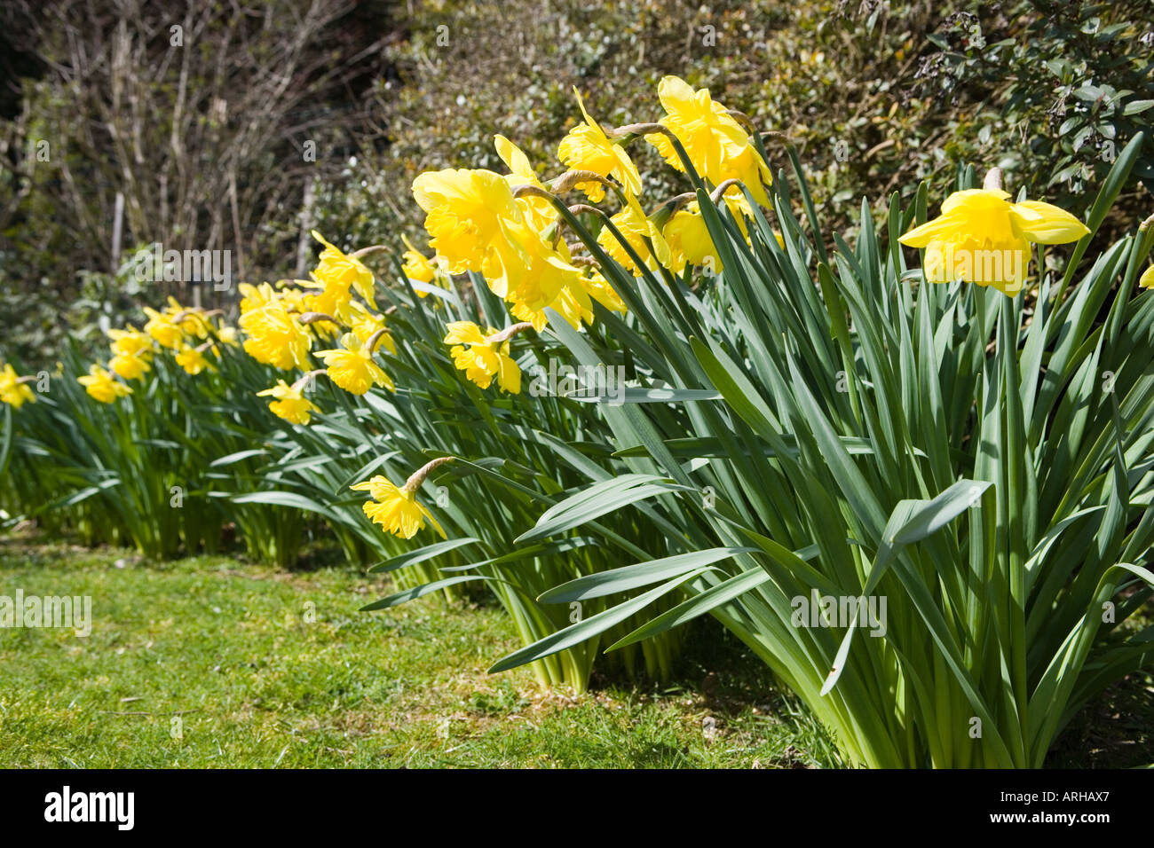 COMMON NAME Daffodil Latin name Narcissus Stock Photo Alamy