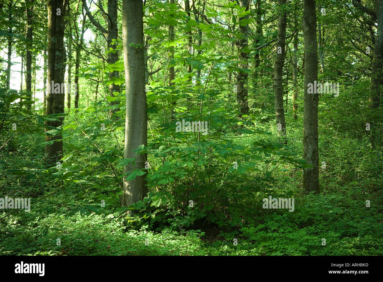 Common name Woodland Stock Photo Alamy