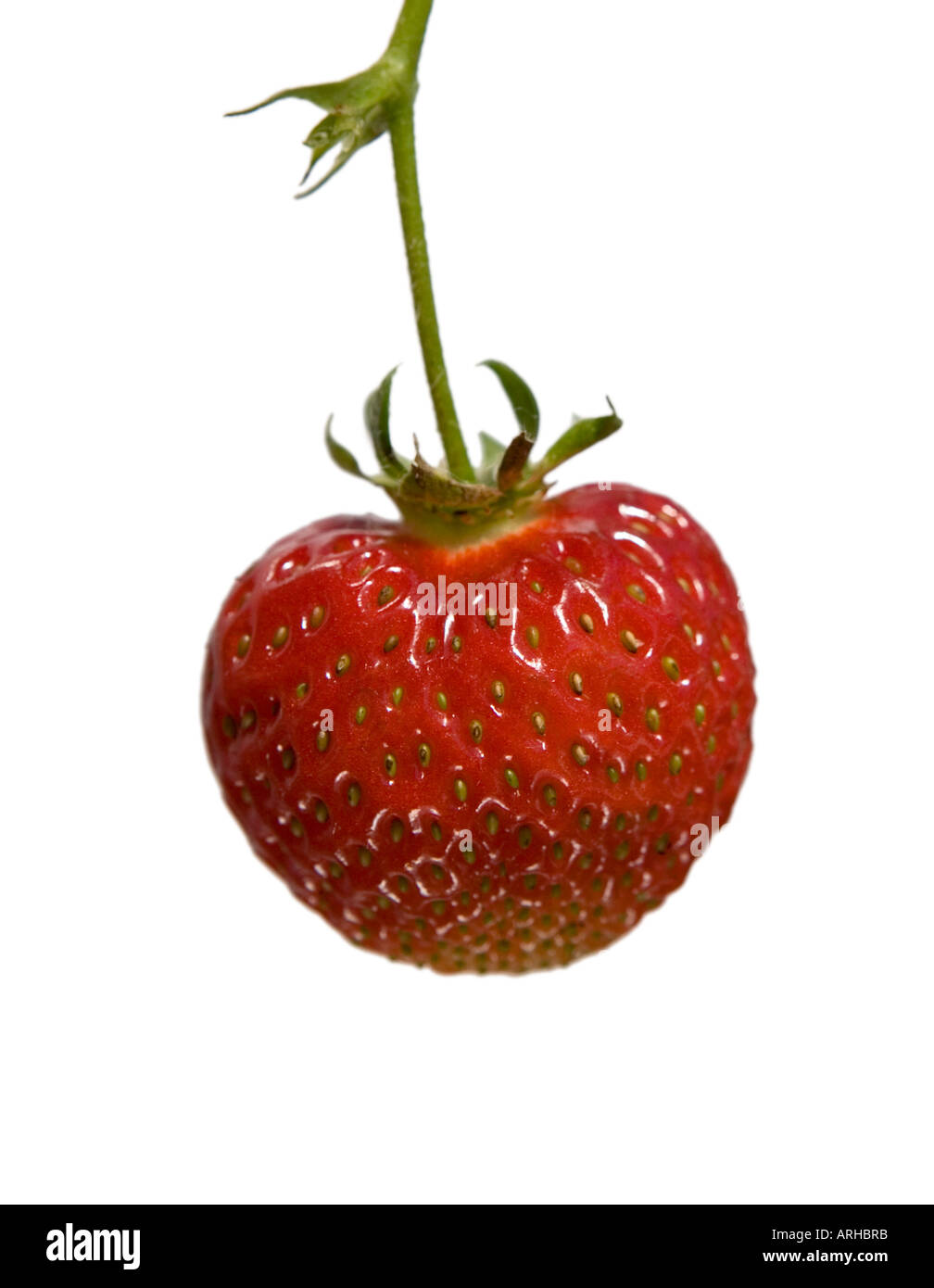 COMMON NAME: Strawberry LATIN NAME: Fragaria Stock Photo - Alamy